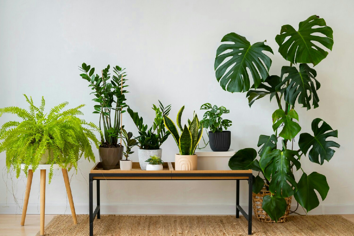 15 piante ideali per ambienti con poca luce naturale e spazi luminosi ma limitati