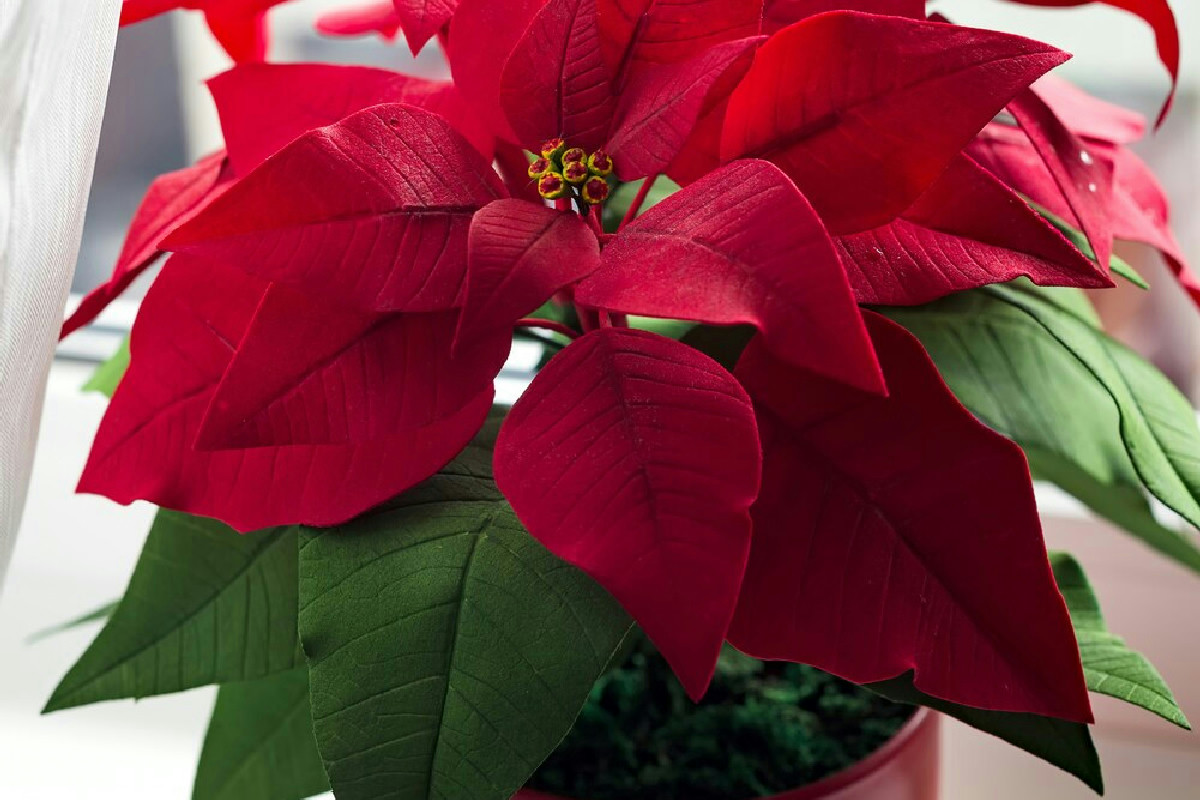 Feste in arrivo: la stella di Natale illumina con luce calda ogni angolo elegante della casa